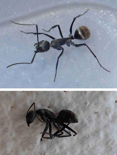 Réf. 222 120 : Camponotus sp.